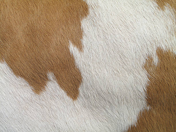 istock Close-up of a tan and white cowhide 183245272