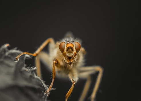 A macro shot of a yellow dung fly, Scathophaga stercoraria