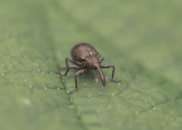 istock Close-up shot of a dark brown weevil on a green leaf 1832453600