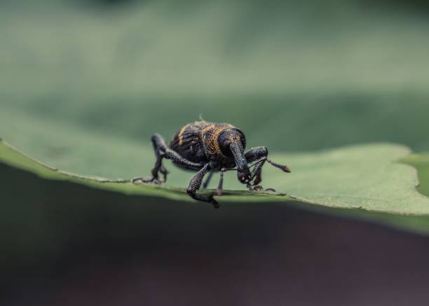 großer kiefernrüsselkäfer auf grünem blatt, hylobius abietis - insectoid stock-fotos und bilder