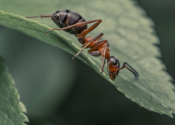 istock Carpenter ant crawling across a green leaf in a forest environment 1832453612