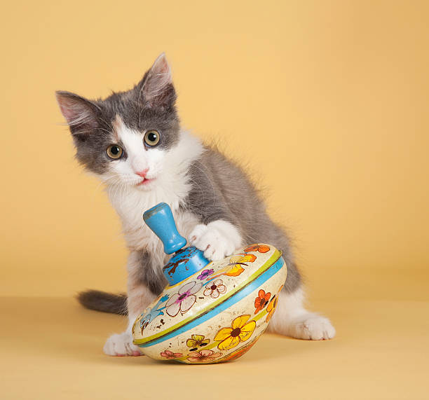 Playful Kitten Portrait stock photo