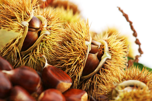 castagna - chestnut sweet food yellow group of objects foto e immagini stock