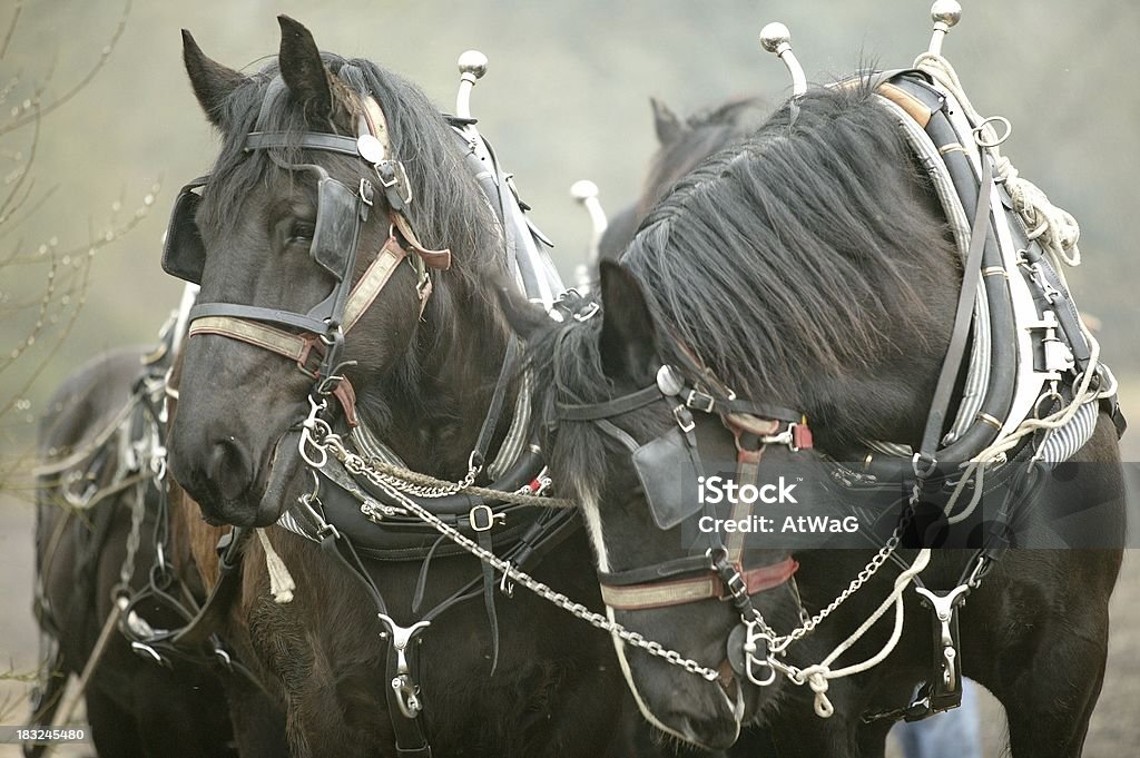 Par de Chumbo - Royalty-free Animal Foto de stock