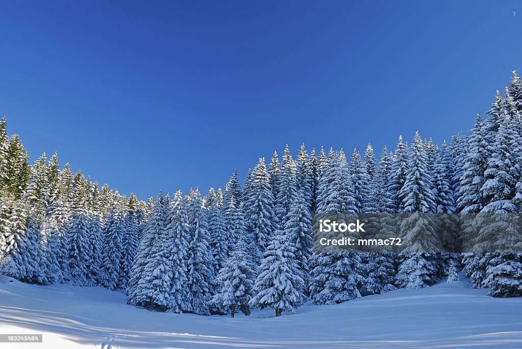 Paesaggio invernale con la neve e gli alberi - Foto stock royalty-free di Albero
