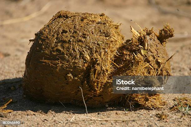 Photo libre de droit de Oh Quelles Une Douche banque d'images et plus d'images libres de droit de Afrique - Afrique, Animaux de safari, De grande taille