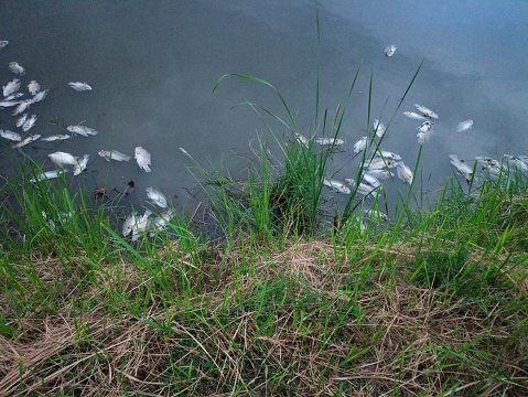 Wastewater pollution, dead fish littering ponds in Bangkok, Thailand