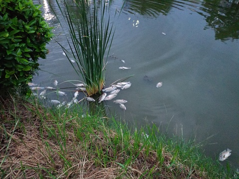 Wastewater pollution, dead fish littering ponds in Bangkok, Thailand