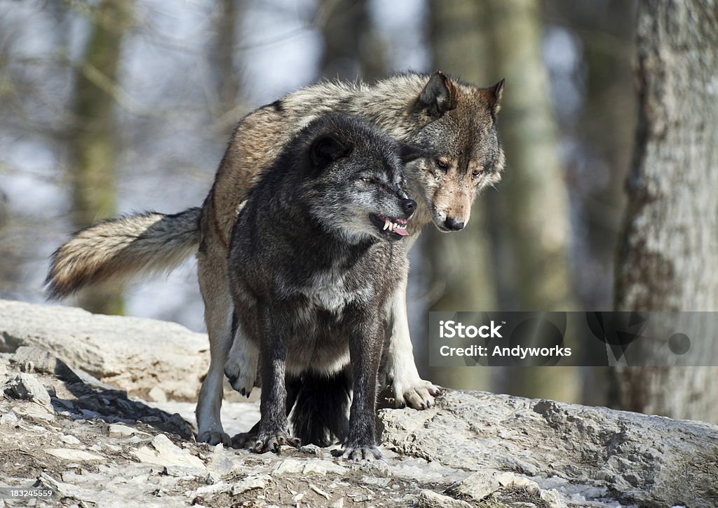 Wolves Courting Pairing Wolves Stock Photo - Download Image Now - Animal, Animal ...