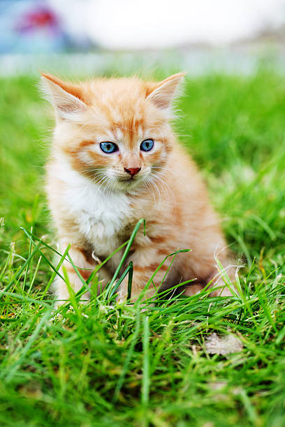 istock Beautiful baby cat on meadow. 183245595