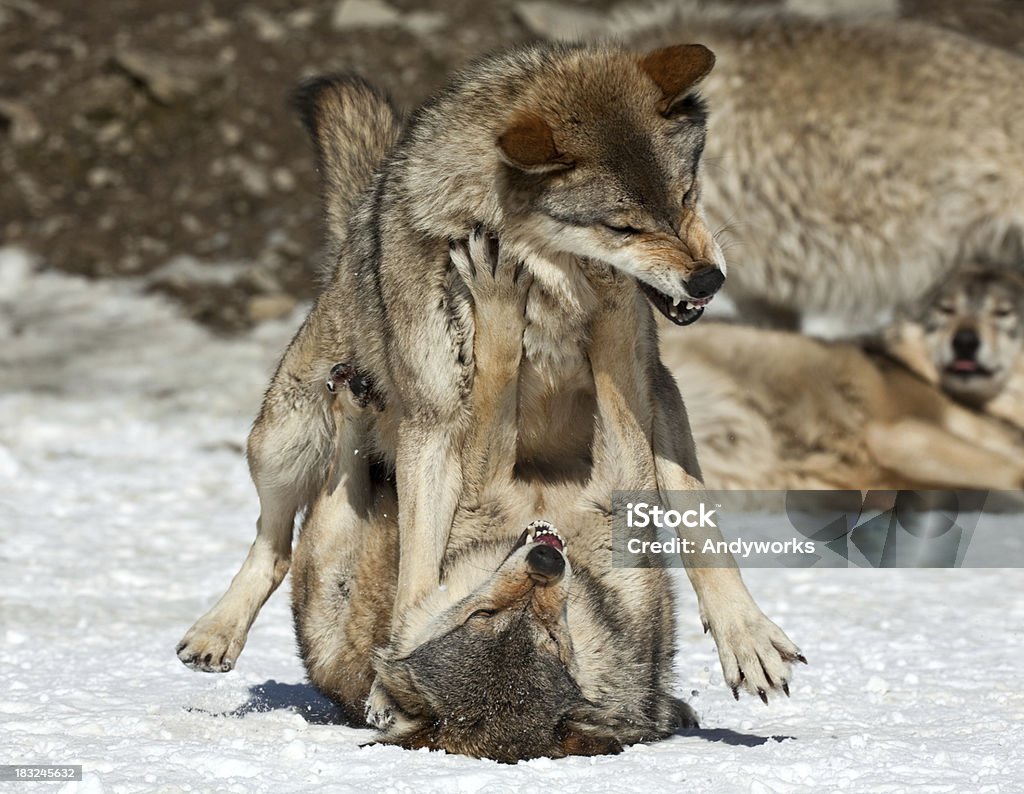 Graue Wölfe kämpfen - Lizenzfrei Wolf Stock-Foto