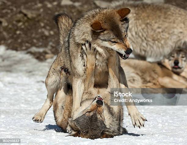 Graue Wölfe Kämpfen Stockfoto und mehr Bilder von Wolf - Wolf, Kämpfen, Streiten