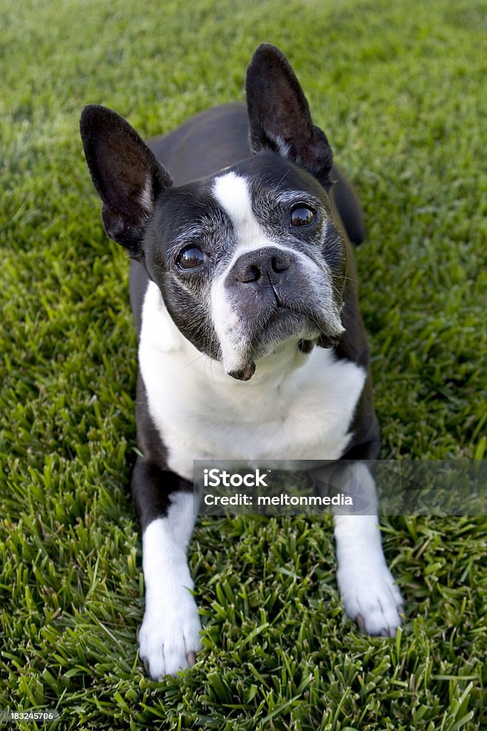 Boston Terrier na Trawnik - Zbiór zdjęć royalty-free (Biały)