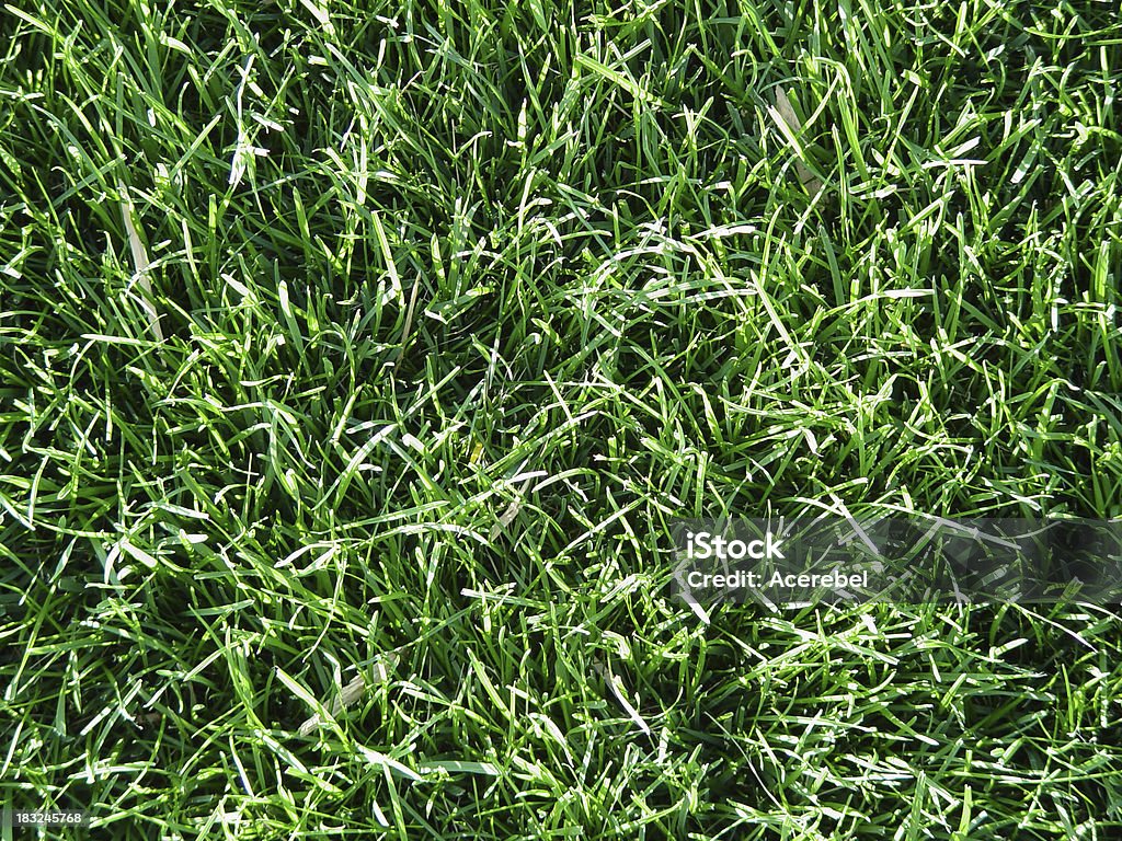 Langen grünen Rasen - Lizenzfrei Bildhintergrund Stock-Foto