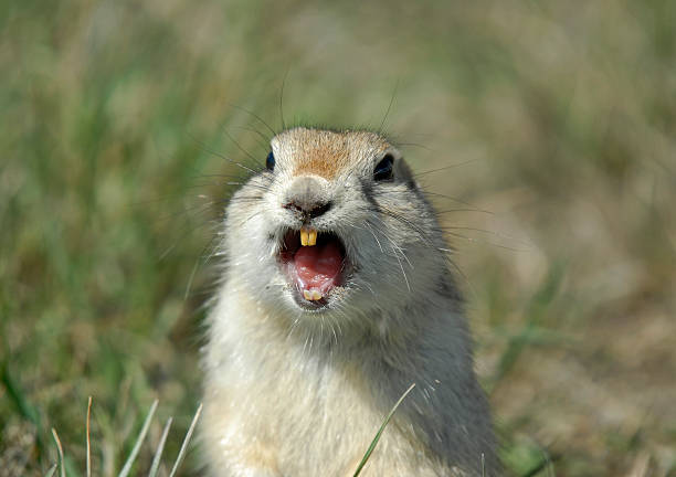 dentuça gopher - curious squirrel - fotografias e filmes do acervo