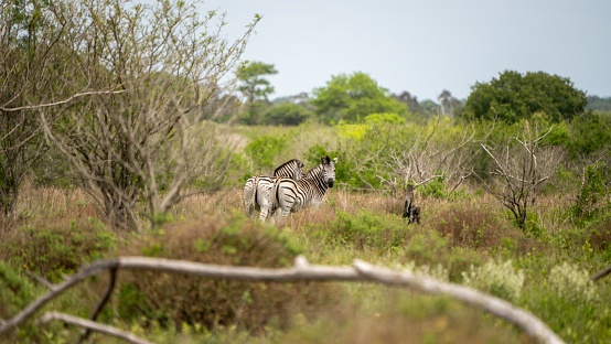 A pair of zebra are ambling through a lush grassy field, framed by a backdrop of trees. Mozambique
