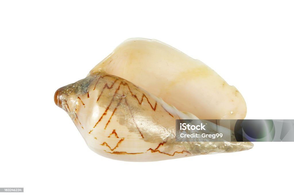 Mar shell isolado sobre um fundo branco - Royalty-free Animal Foto de stock