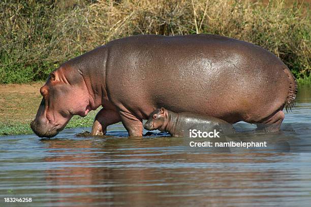 Hippo Famiglia - Fotografie stock e altre immagini di Acqua - Acqua, Africa, Ambientazione esterna