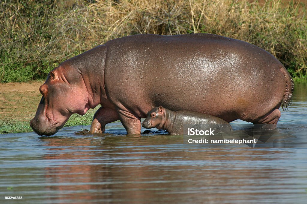 hippo семьи - Стоковые фото Африка роялти-фри