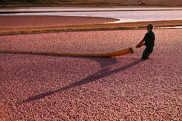 istock Wisconsin Worker Gathering the  Cranberries in Bog During Cranberry Harvest 183246284