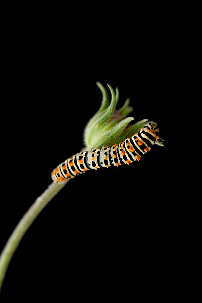 caterpillar - butterfly swallowtail butterfly caterpillar black zdjęcia i obrazy z banku zdjęć