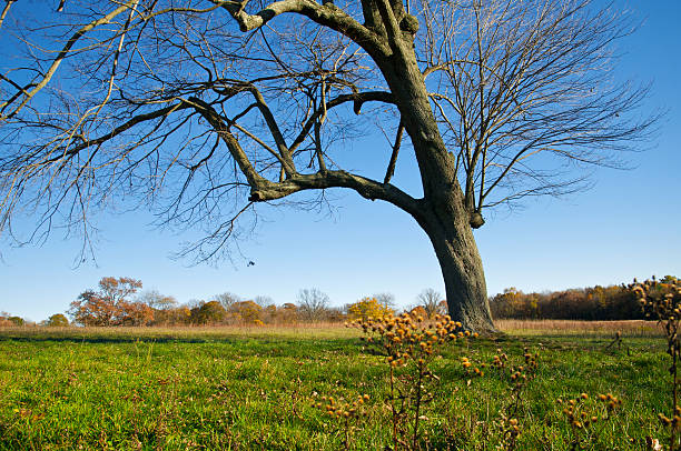 vecchia quercia in autunno stagione in un prato - oak tree treelined tree single object foto e immagini stock