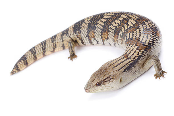 Blue Tongue Lizard Eastern Blue Tongue Lizard (Tiliqua Scincoides) isolated on white. tiliqua scincoides stock pictures, royalty-free photos & images