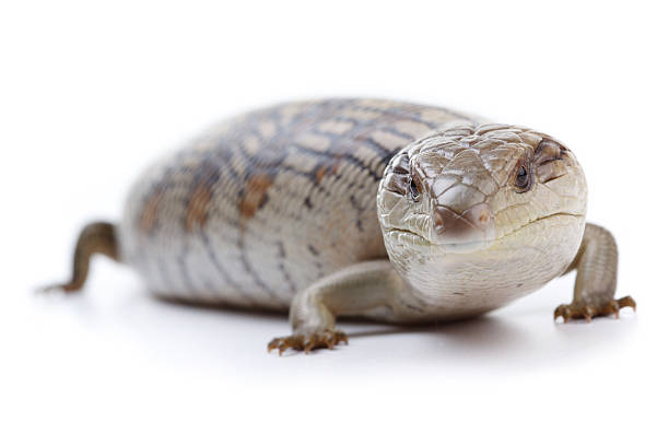 Blue Tongue Lizard Eastern Blue Tongue Lizard (Tiliqua Scincoides) isolated on a plain white background. tiliqua scincoides stock pictures, royalty-free photos & images