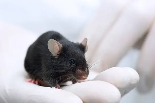 This black mouse belongs to a common inbred strain C57BL/6J of lab mouse