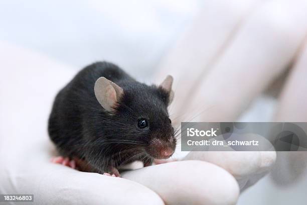 Испытание На Животных — стоковые фотографии и другие картинки Мышь - животное - Мышь - животное, Животное, Лаборатория