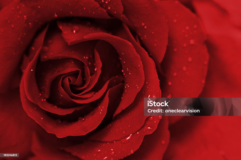 Eine rote Rose - Lizenzfrei Rose Stock-Foto