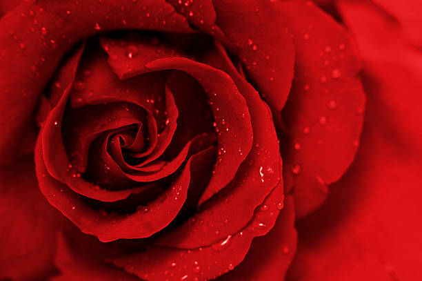 Deep Red Rose stock photo