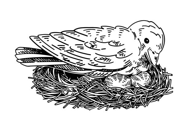 illustrations, cliparts, dessins animés et icônes de l’oiseau sauvage couve des œufs dans le clipart du contour du nid. griffonnage de printemps. illustration vectorielle dans le style de gravure isolée sur blanc. - incubation period