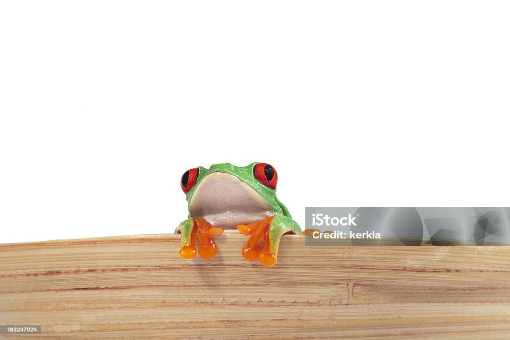 Red-eyed tree frog - Lizenzfrei Amphibie Stock-Foto