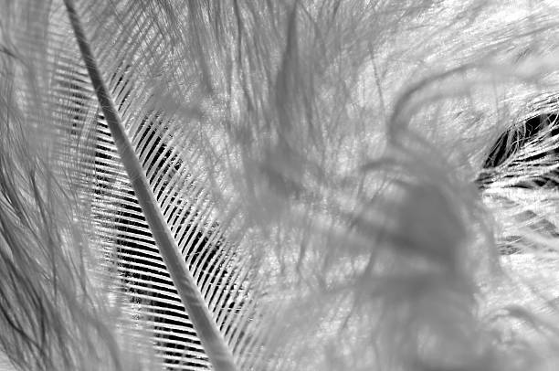 istock monochrome close up of a marabou feather in backlit 183247038