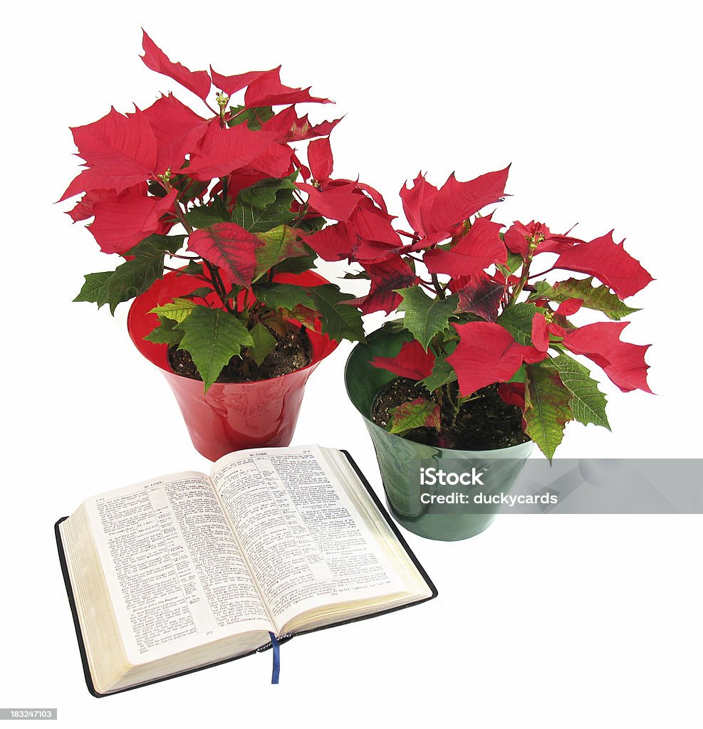 Christmas Poinsettias and Bible (KJV) Two red poinsettias and a KJV Bible opened to the Christmas story (Luke 2). Bible Stock Photo