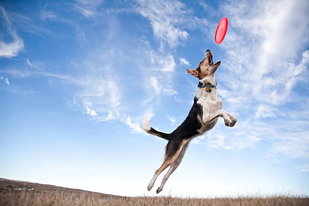 frisbee cane - animal sport foto e immagini stock