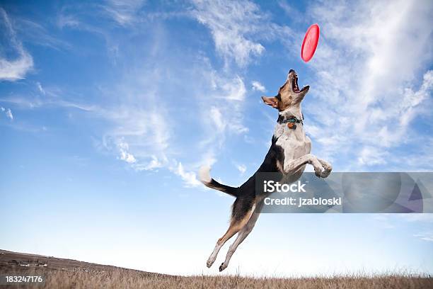 Frisbee Dog Stock Photo - Download Image Now - Dog, Jumping, Plastic Disc