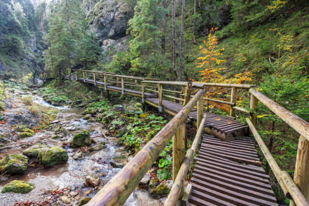 istock A wooden footbridge over a stream in autumn forest. 1832472213