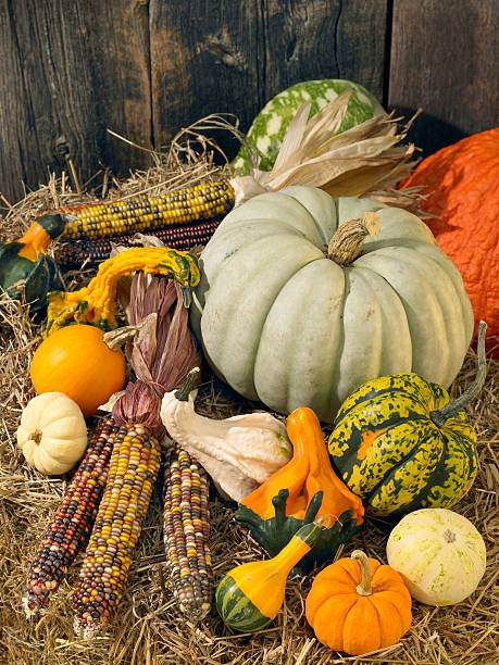 A beautiful autumn still life including gourds, squash, corn and a pumpkin. Photographed with warm lighting to bring out the rich colors of the fruit. 