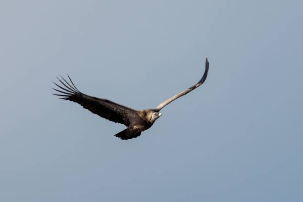 istock a bird flying in the sky with it's wings spread 1832473863