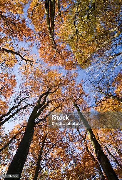 Looking Up Into Tree Foliage Stock Photo - Download Image Now - Autumn, Beech Tree, Blue