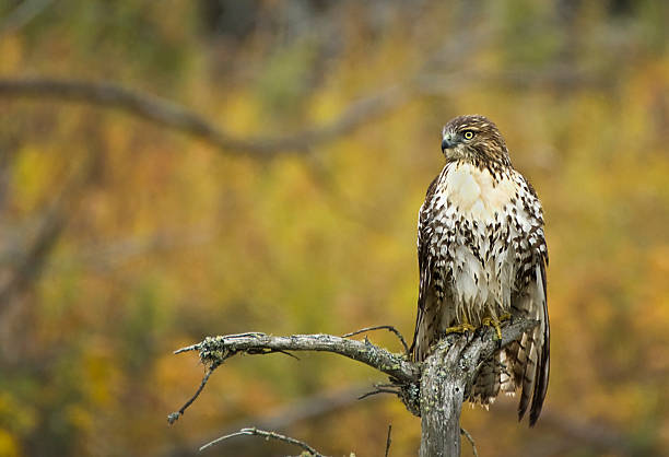 Red-tailed Hawk "A Red-tailed Hawk perches on a dead tree in Riding Mountain National Park, Manitoba.More of my bird images can be found here:" riding mountain national park stock pictures, royalty-free photos & images