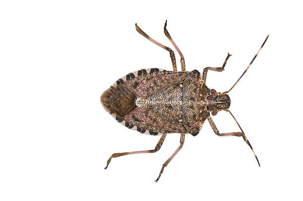 Brown Marmorated Stink Bug, Halyomorpha halys stock photo