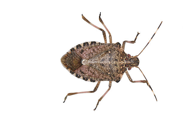 brown marmorated inseto fedido, halyomorpha halys - introduced species - fotografias e filmes do acervo