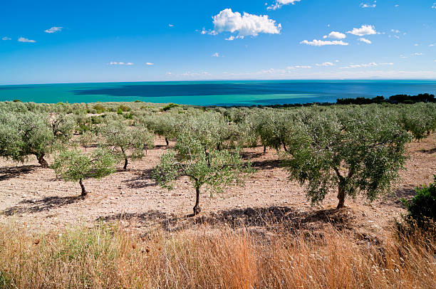 uliveto dal mare - oliveto foto e immagini stock