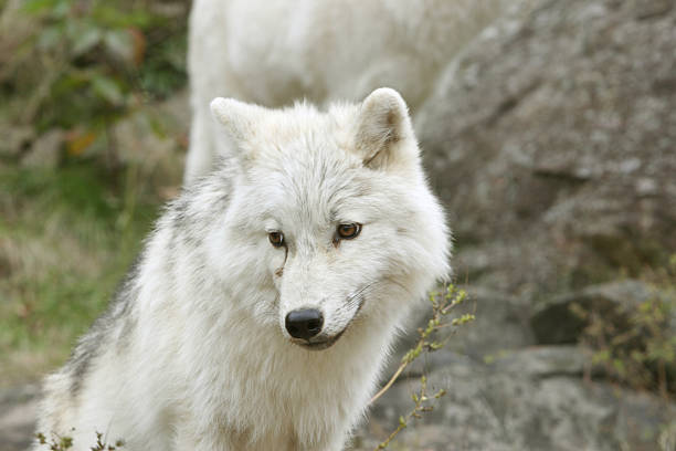 Young Arctic Wolf in Fall stock photo