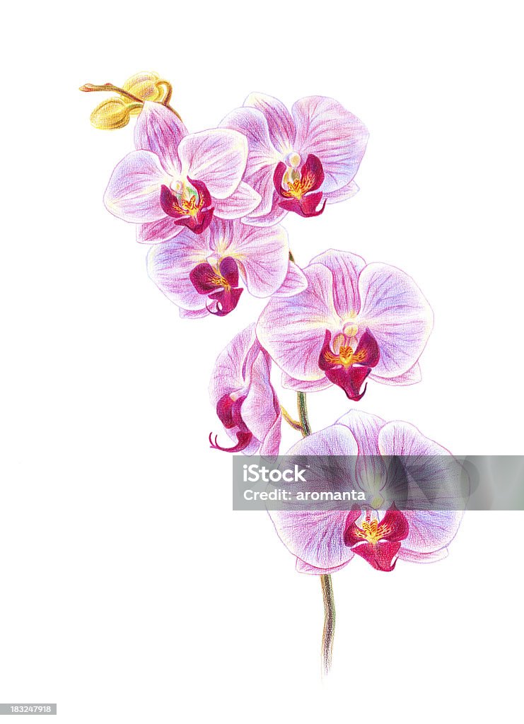 Orchideen - Lizenzfrei Ast - Pflanzenbestandteil Stock-Illustration