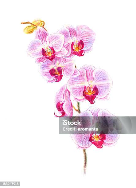 Orchideen Stock Vektor Art und mehr Bilder von Ast - Pflanzenbestandteil - Ast - Pflanzenbestandteil, Baumblüte, Bildkomposition und Technik