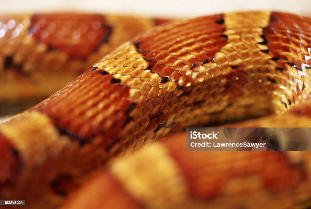 snake slither abstract a corn snake slithers along doubling back on itself Snakeskin Stock Photo